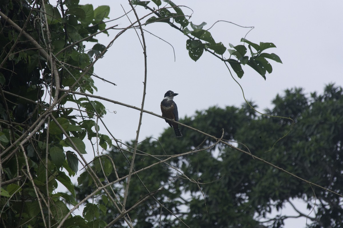 Rotbrustfischer - ML647354251