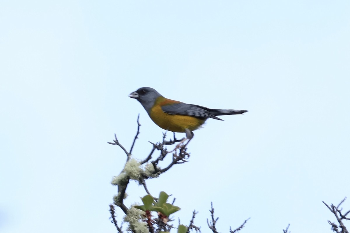 Patagonian Sierra Finch - ML647354252