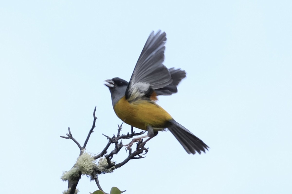 Patagonian Sierra Finch - ML647354253