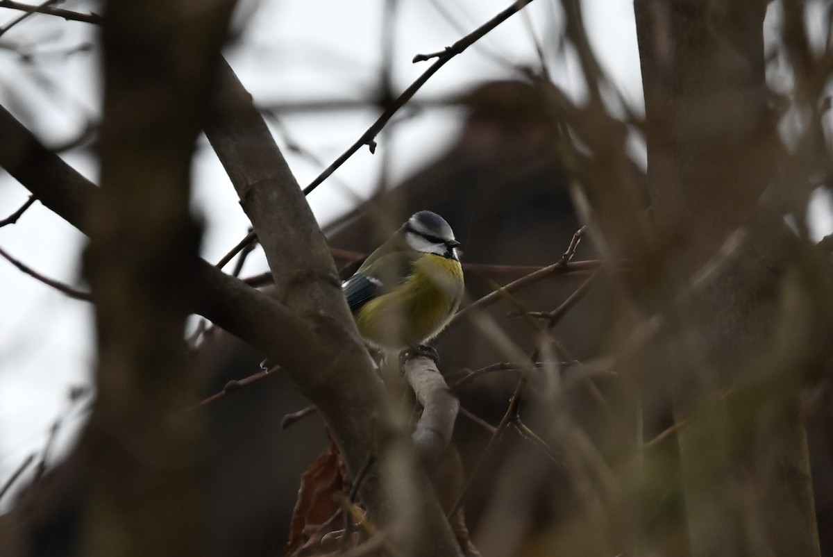 Blaumeise - ML647354255