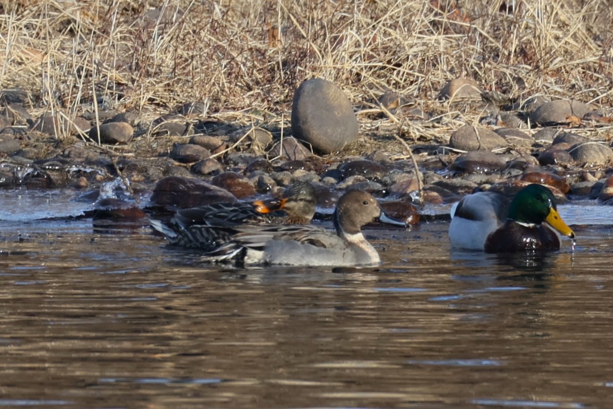 Spießente - ML647354257