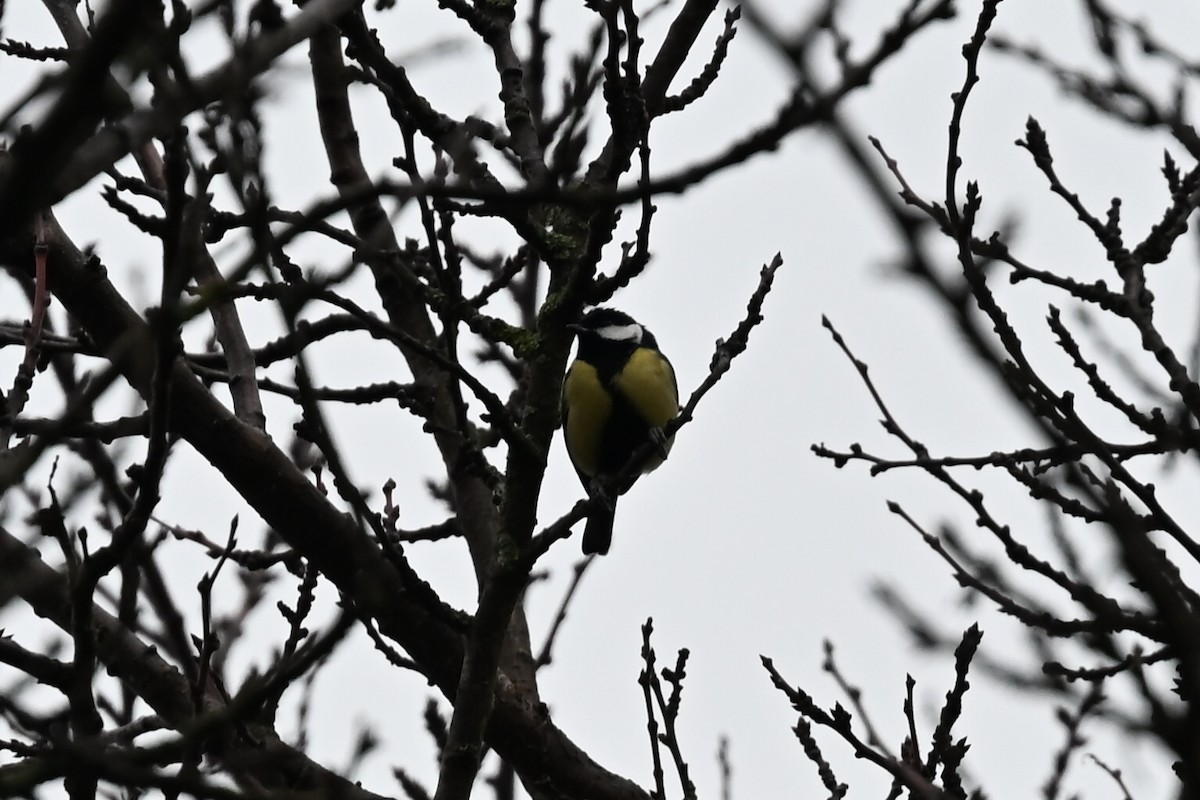 Kohlmeise - ML647354258