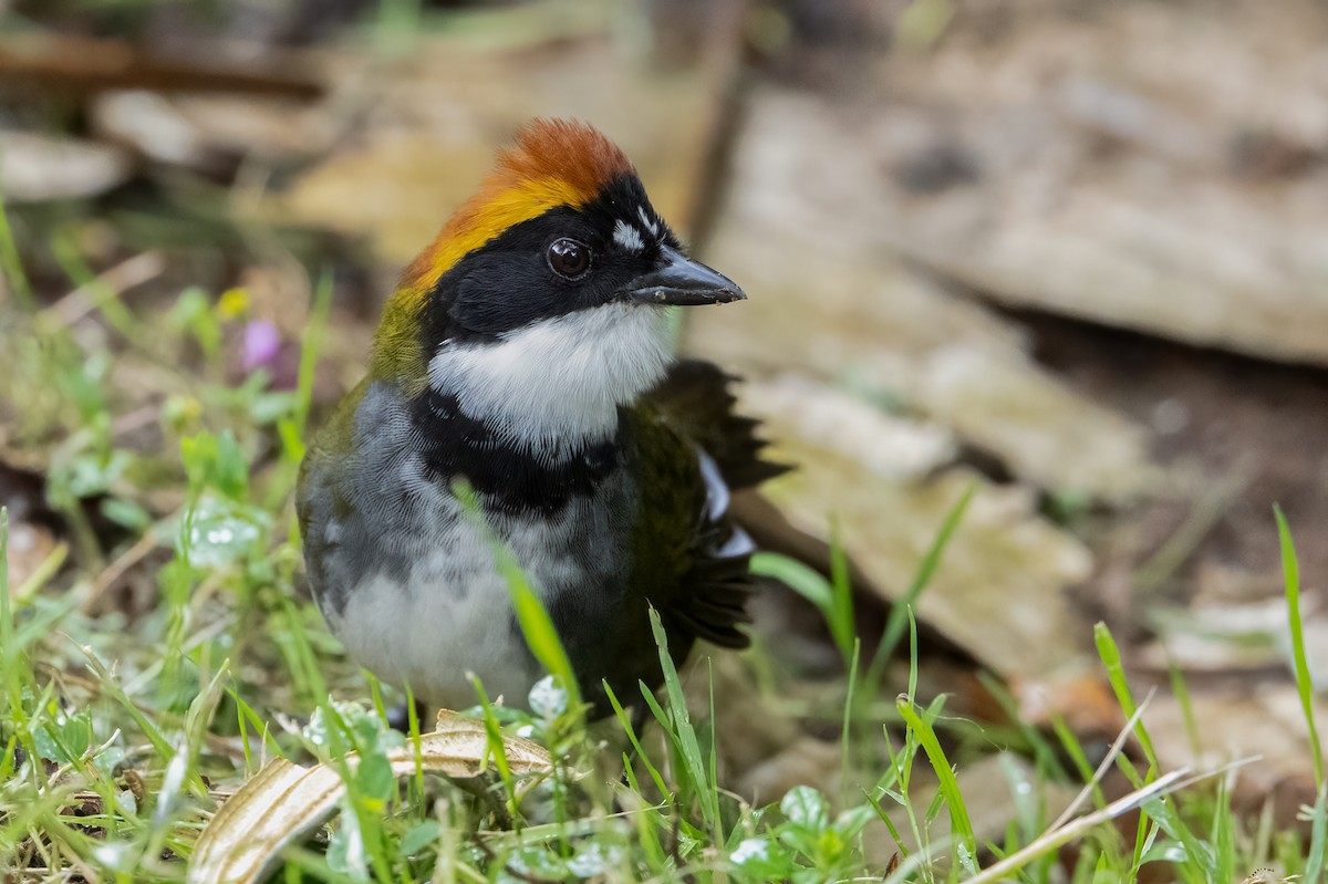 Braunkopf-Buschammer - ML647354260