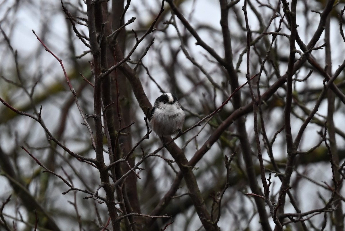 Schwanzmeise - ML647354266