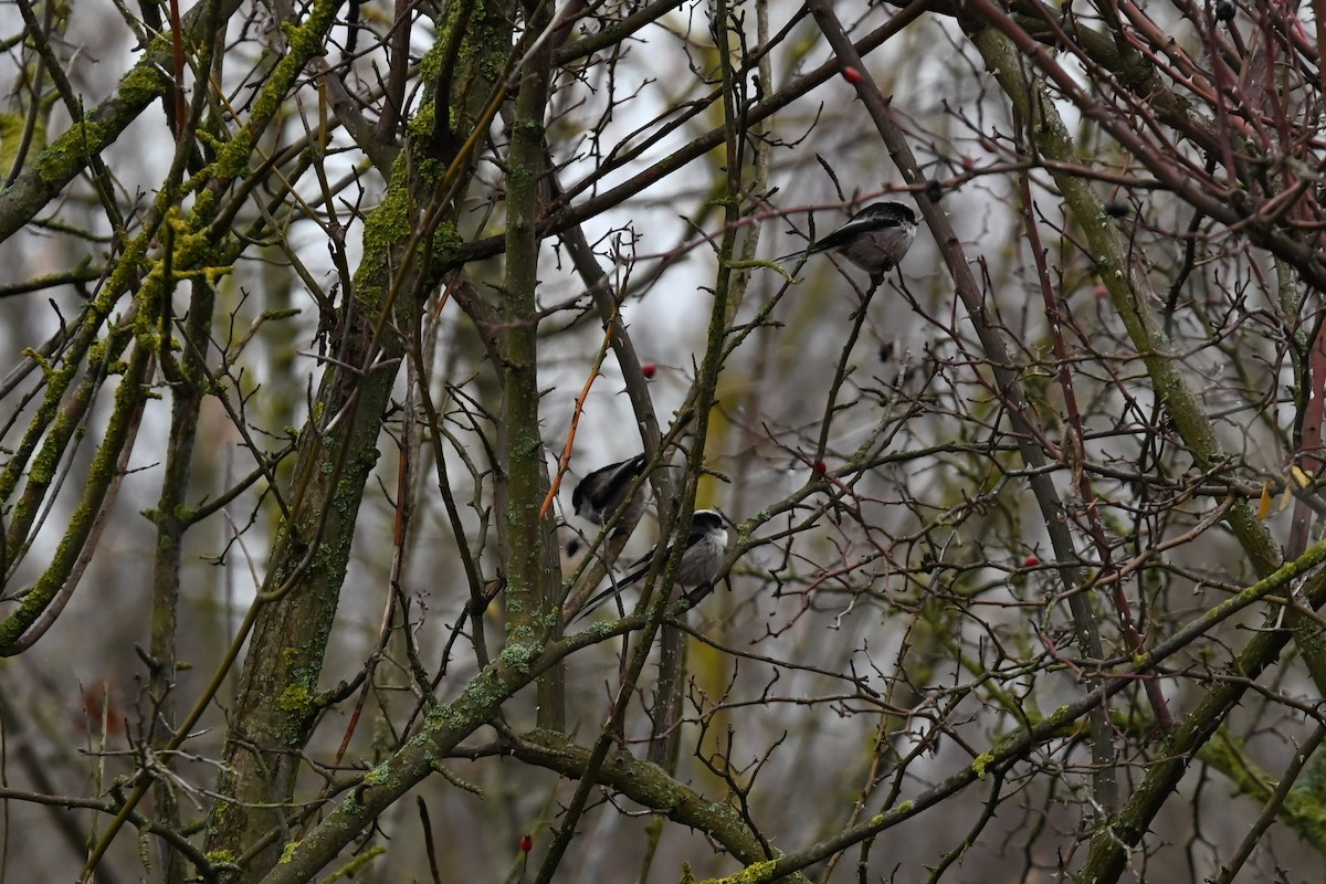 Schwanzmeise - ML647354267