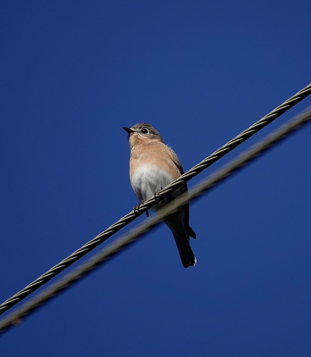 Rotkehl-Hüttensänger - ML647354270