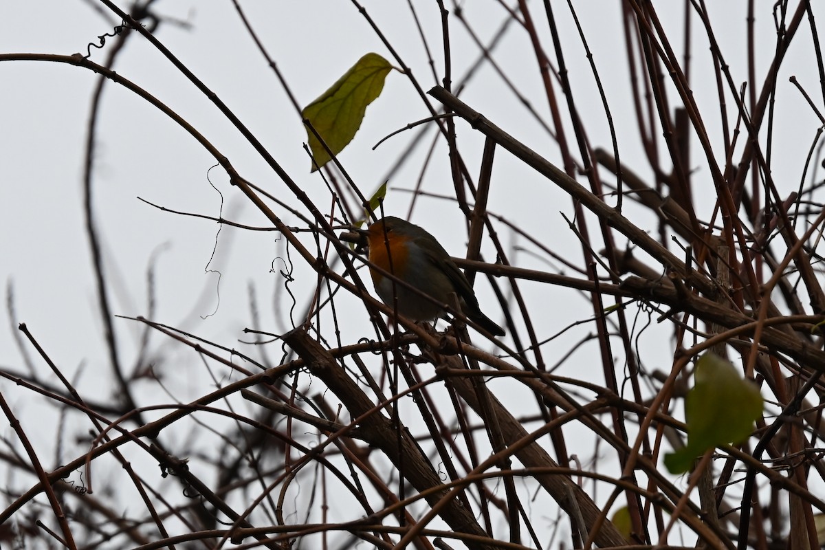 Rotkehlchen - ML647354271