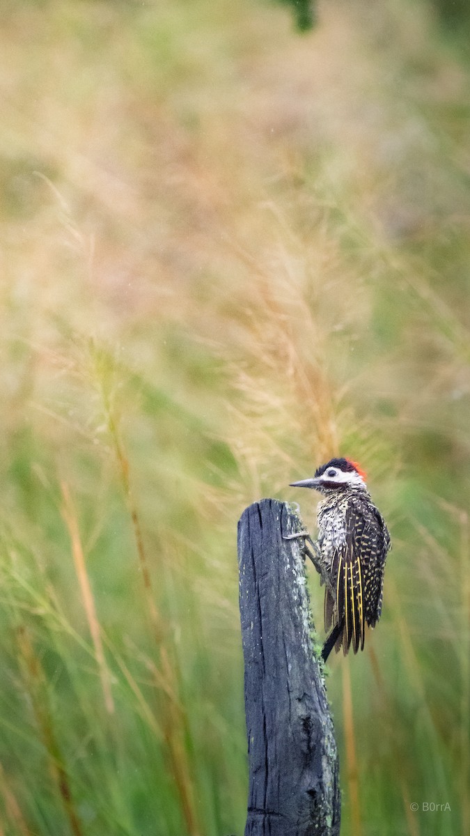 Grünbindenspecht - ML647354272