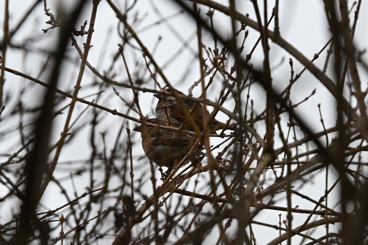 Haussperling - ML647354273