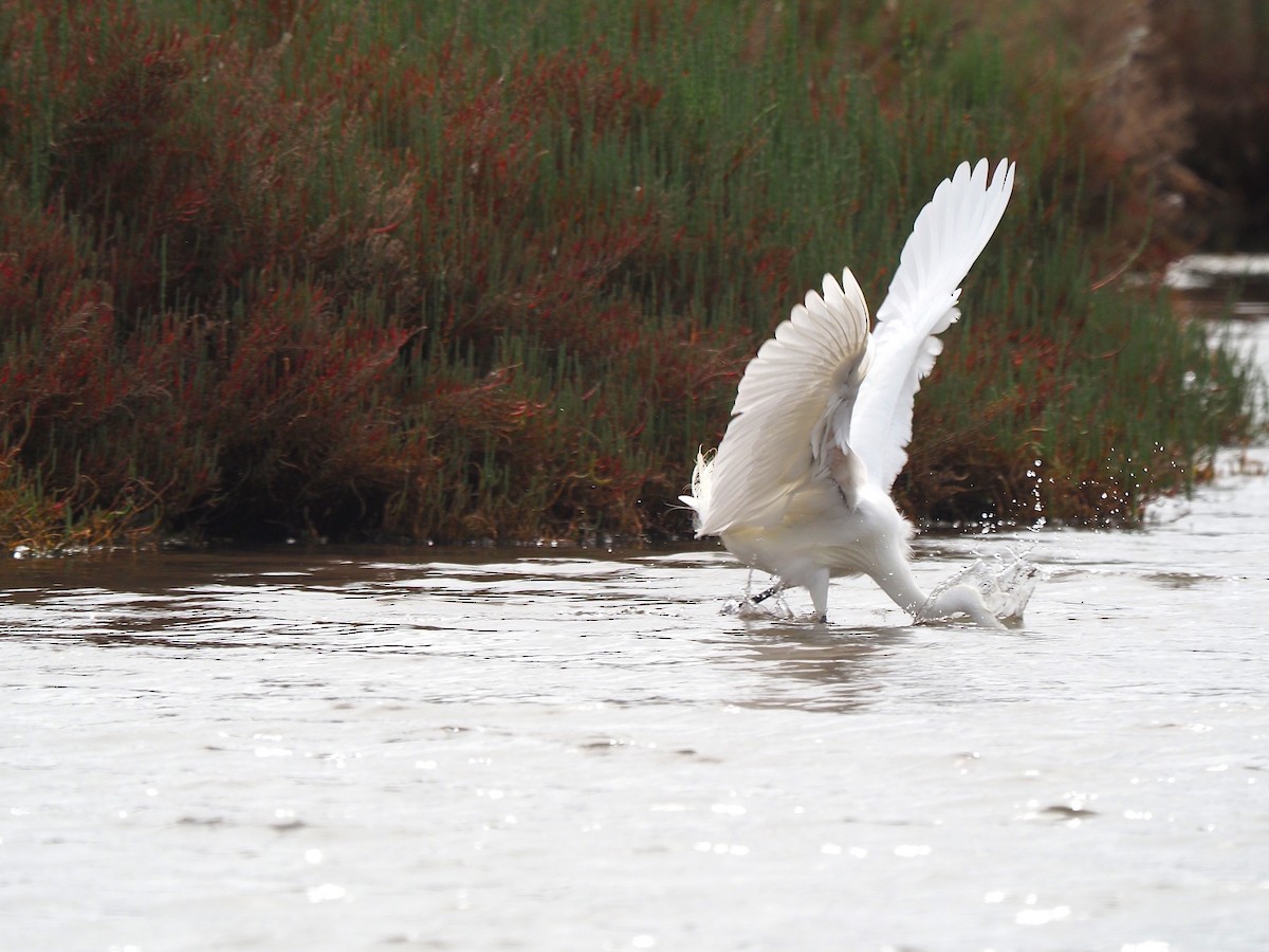 Silberreiher - ML647354274