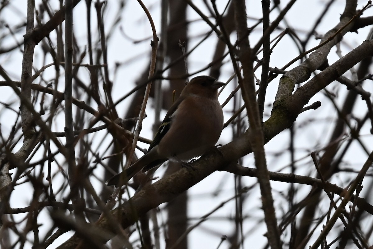 Buchfink - ML647354276