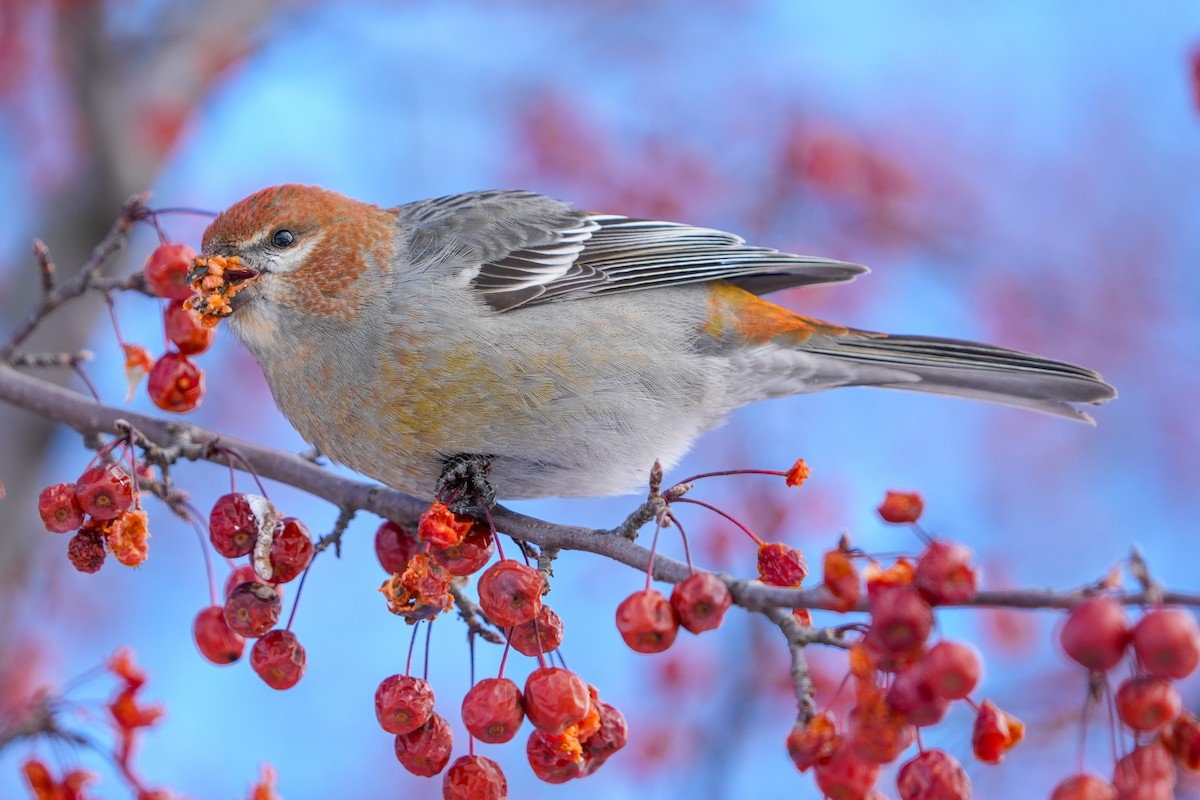 Hakengimpel - ML647354281