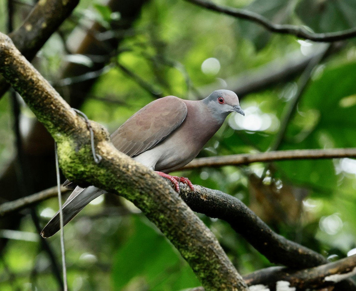 Rotrückentaube - ML647354282