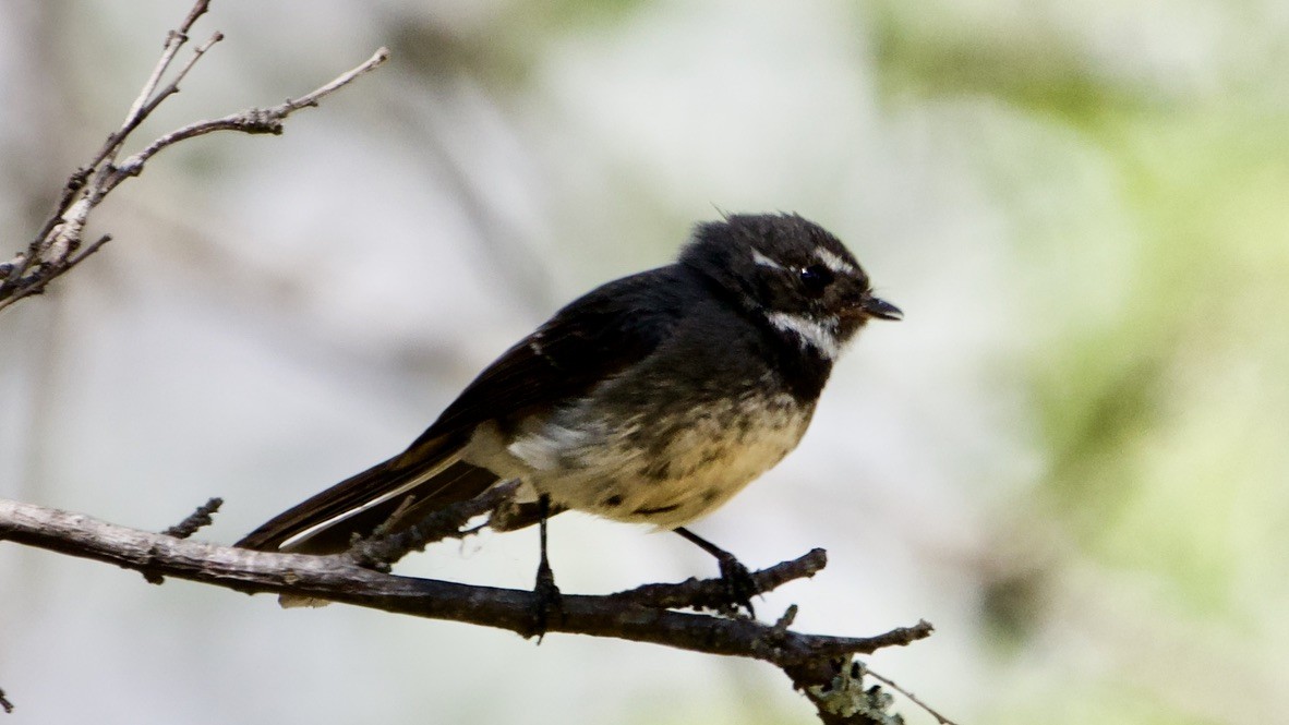 Graufächerschwanz - ML647354283