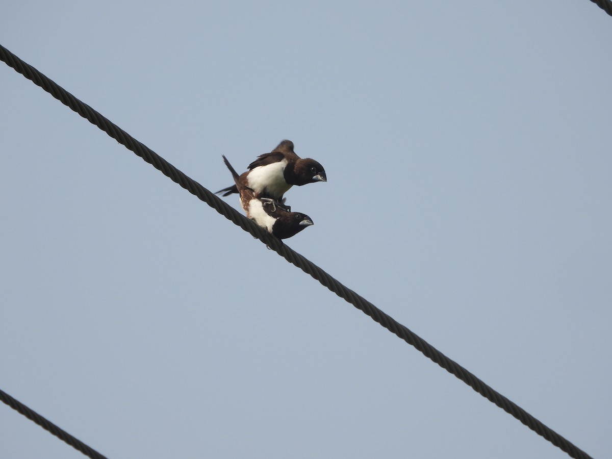 White-rumped Munia - ML647354286