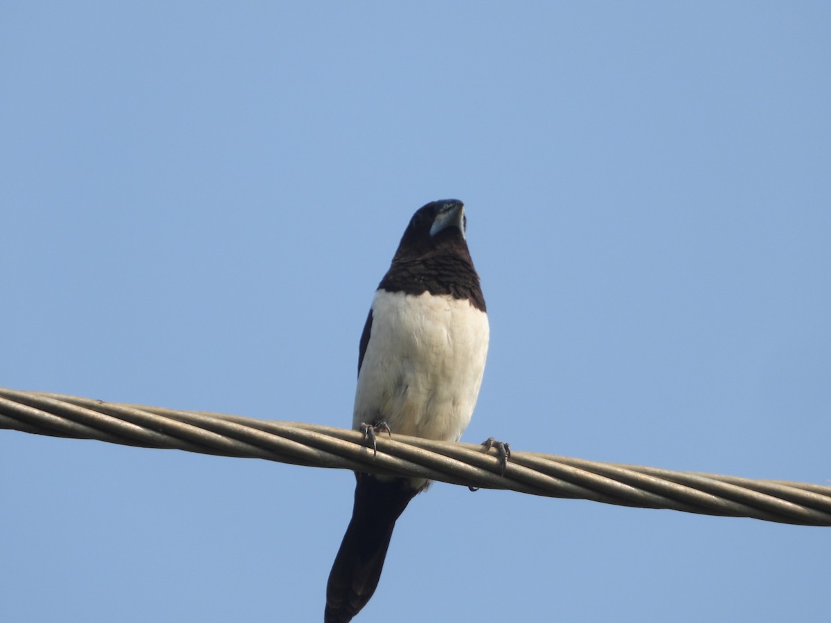 White-rumped Munia - ML647354288