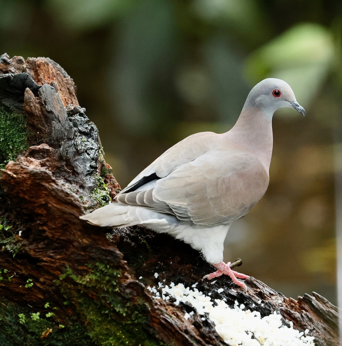 Paloma Colorada - ML647354301
