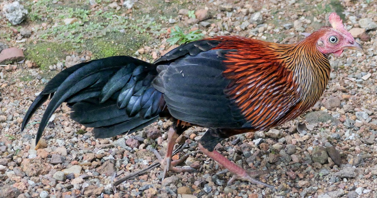 Ceylonhuhn - ML647354312