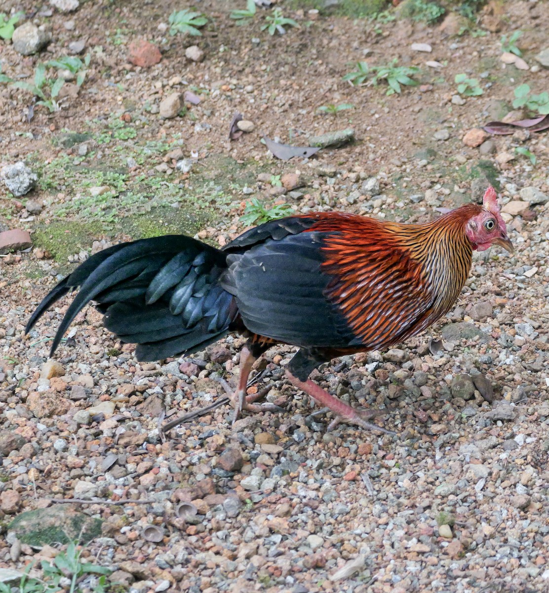 Ceylonhuhn - ML647354313