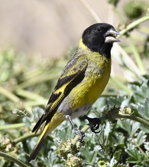 Jilguero Piquigrueso - ML647354317