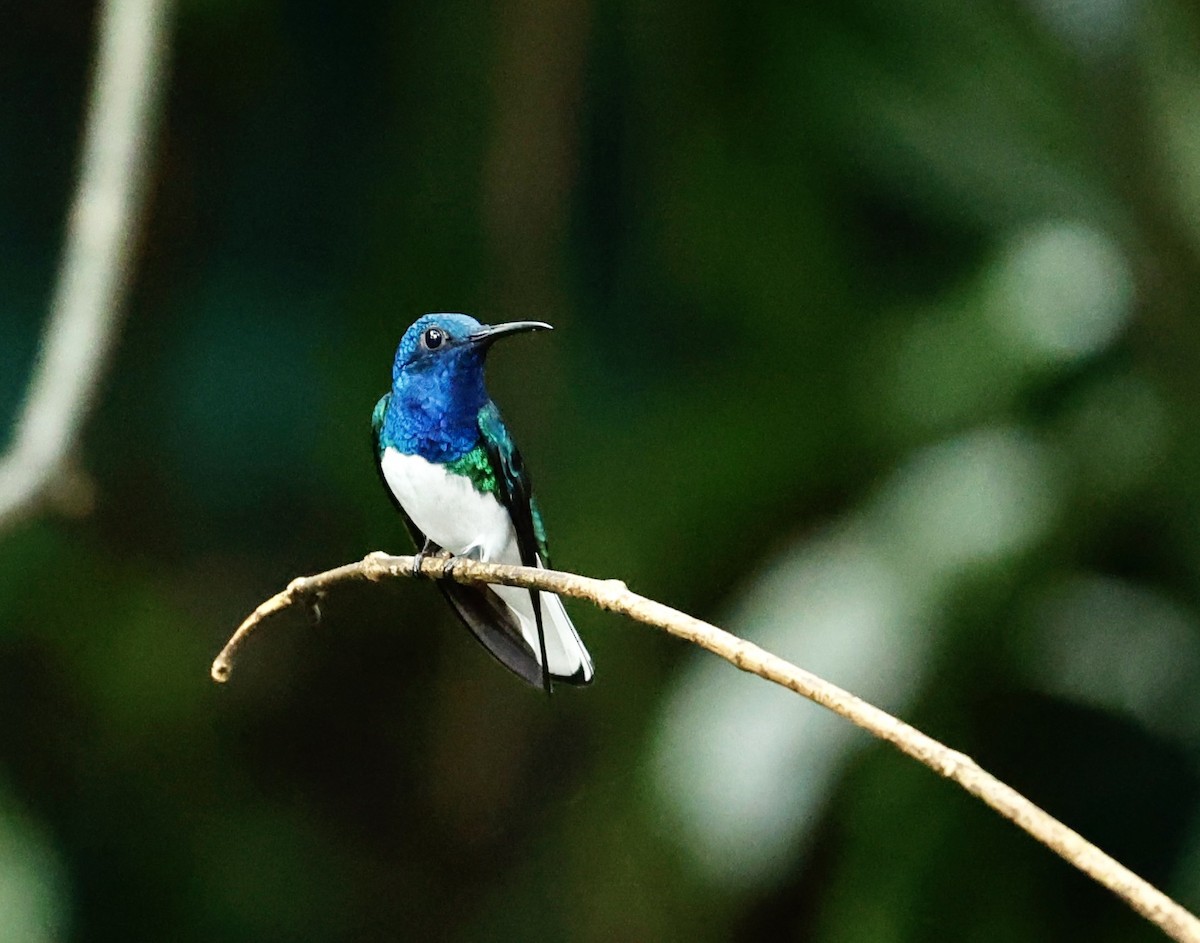 Weißnackenkolibri - ML647354342