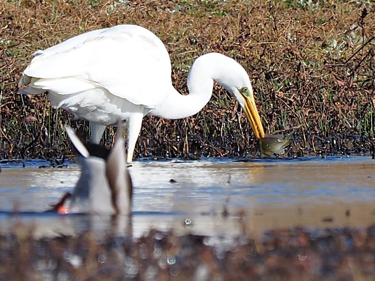 Silberreiher - ML647354343