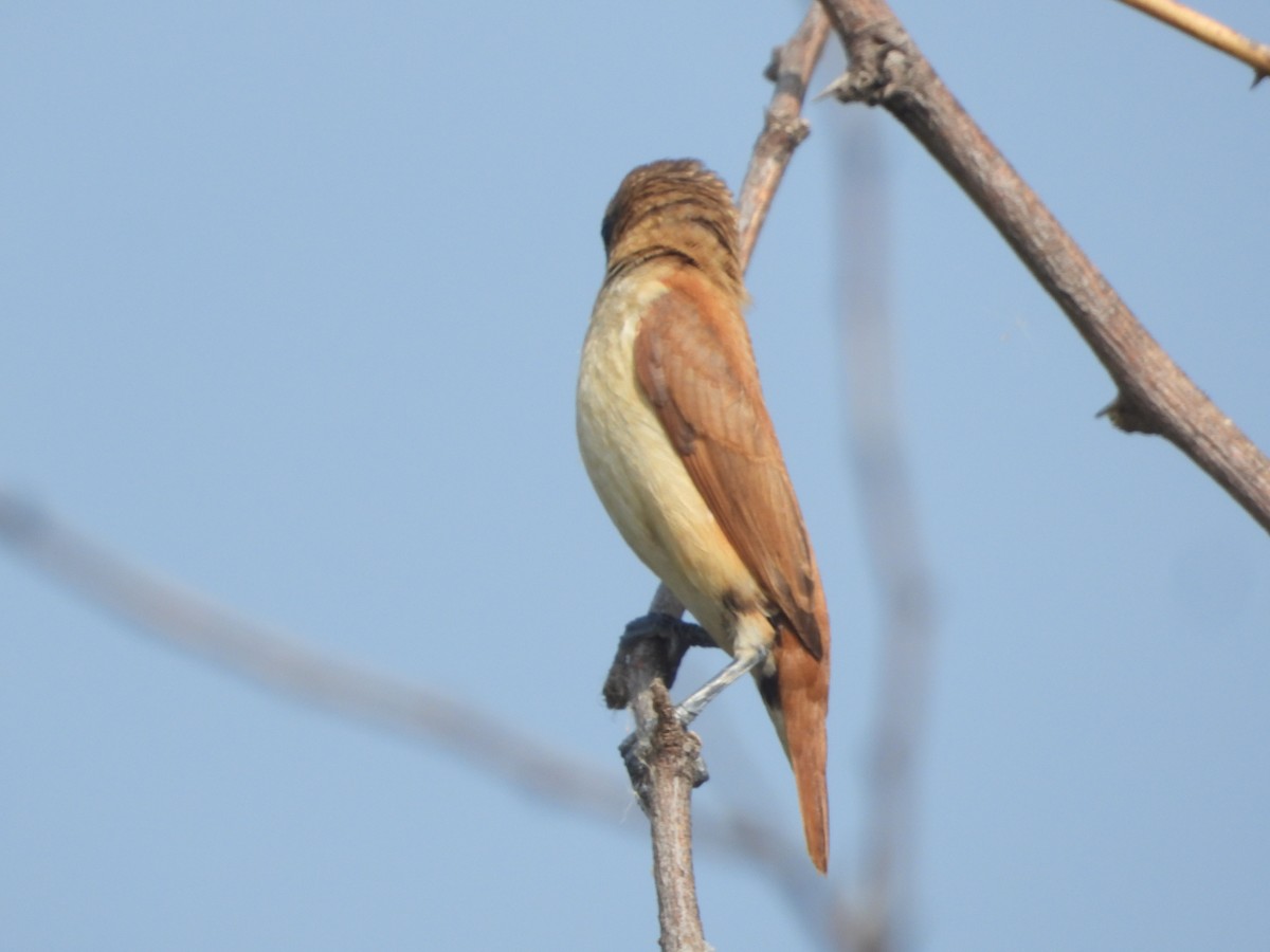 Tricolored Munia - ML647354350
