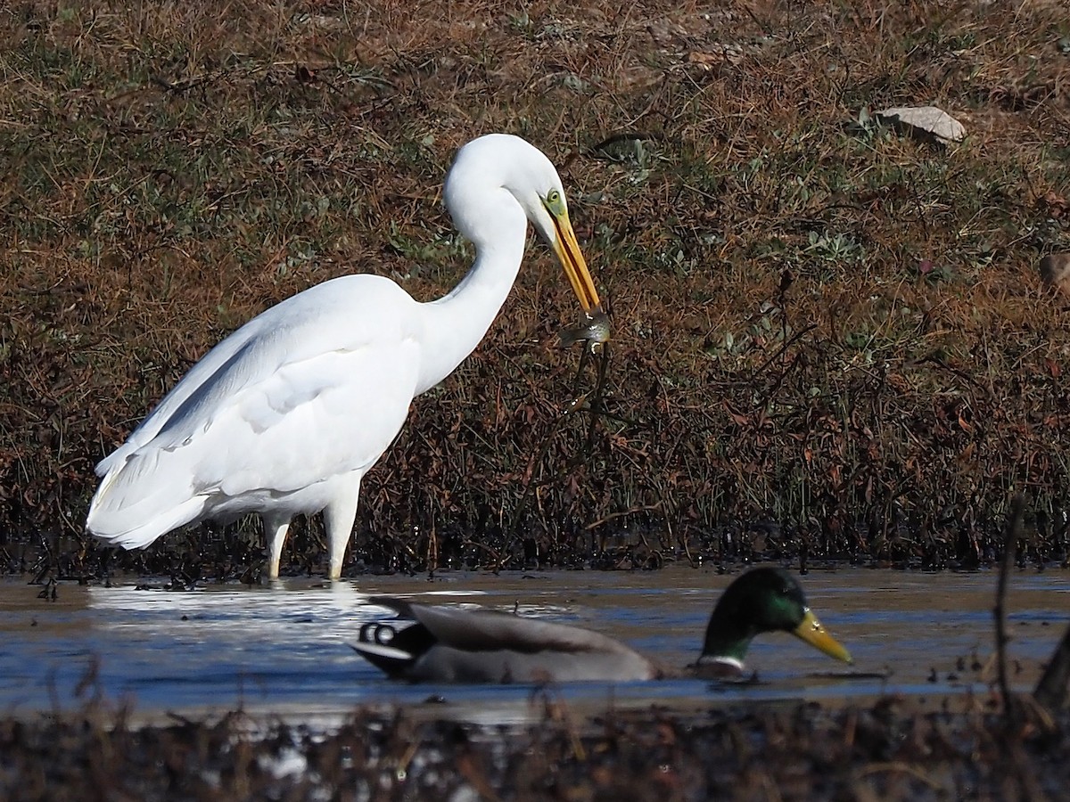 Silberreiher - ML647354352