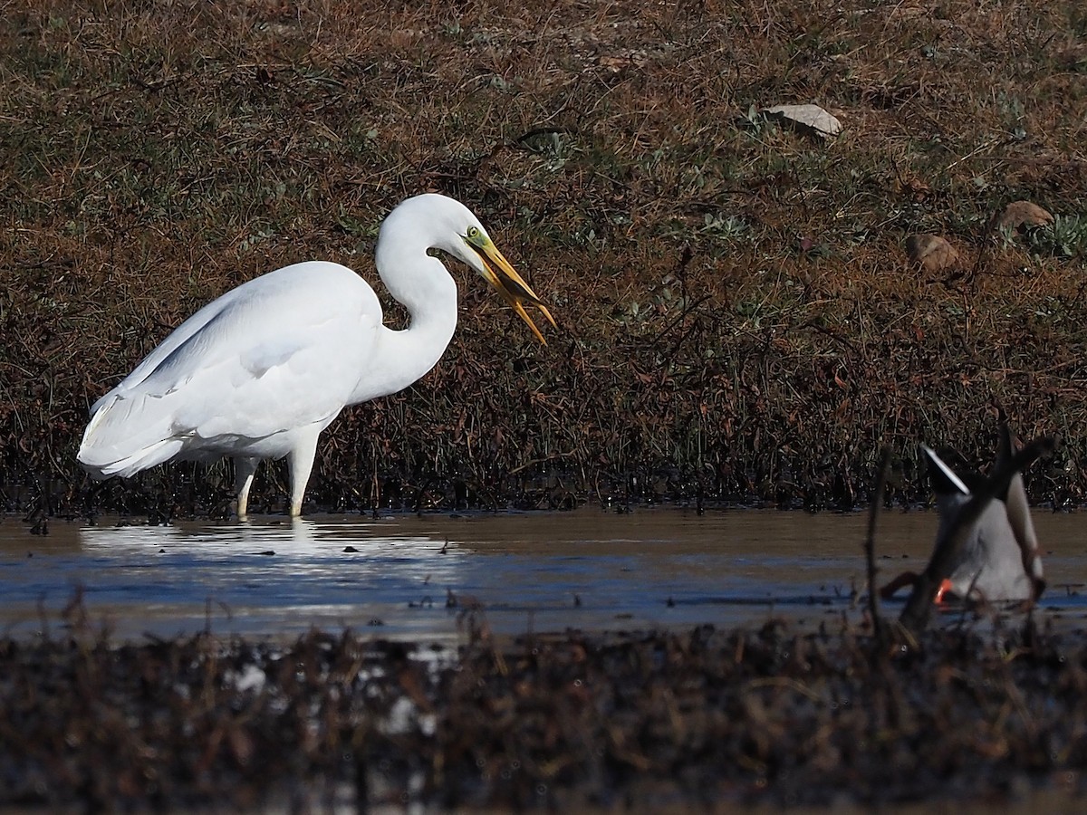 Silberreiher - ML647354355