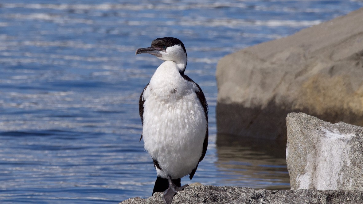 Schwarzgesichtscharbe - ML647354356