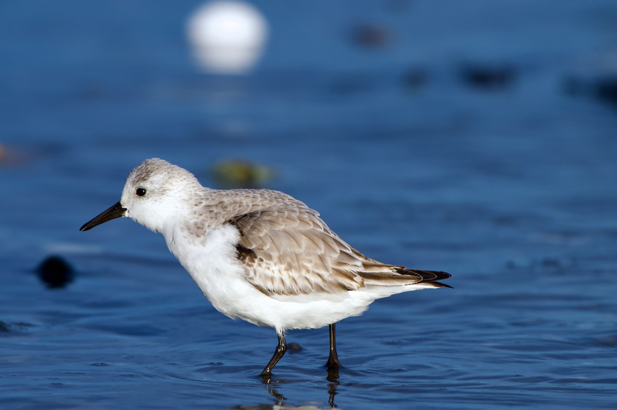 Sanderling - ML647354360