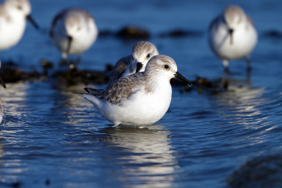 Sanderling - ML647354361