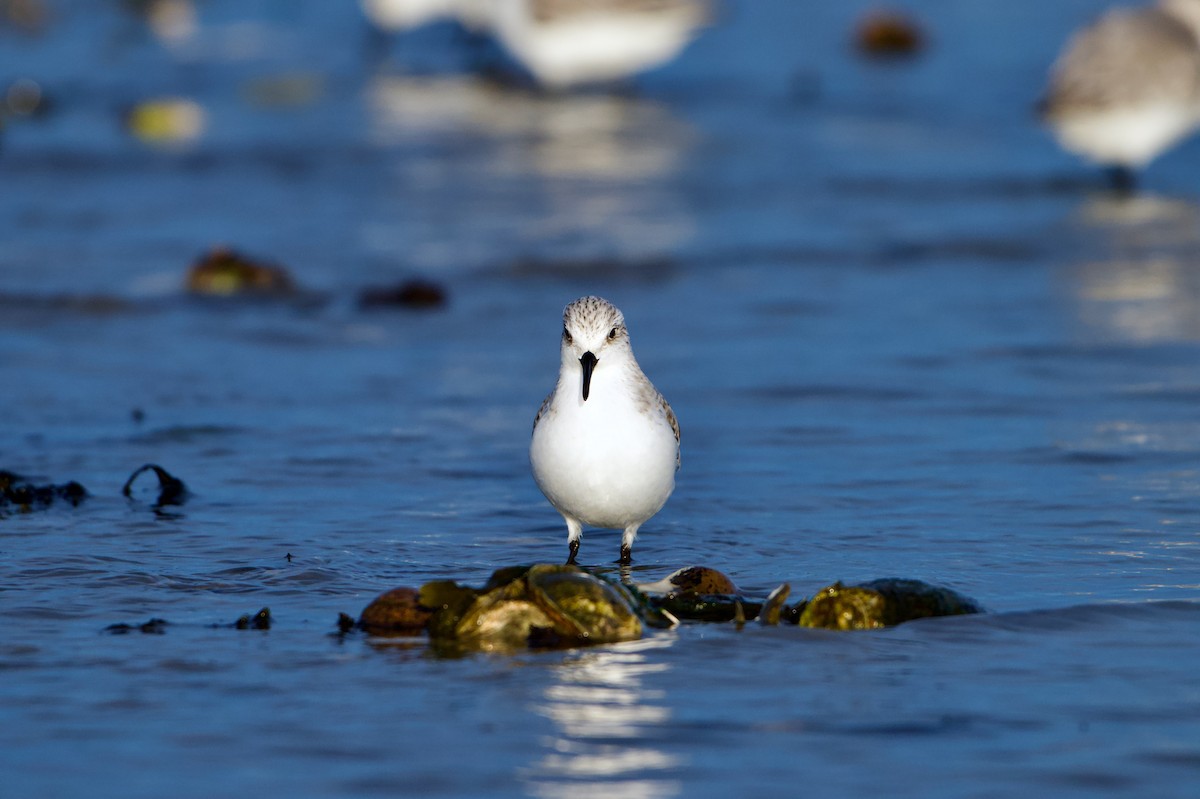 Sanderling - ML647354362