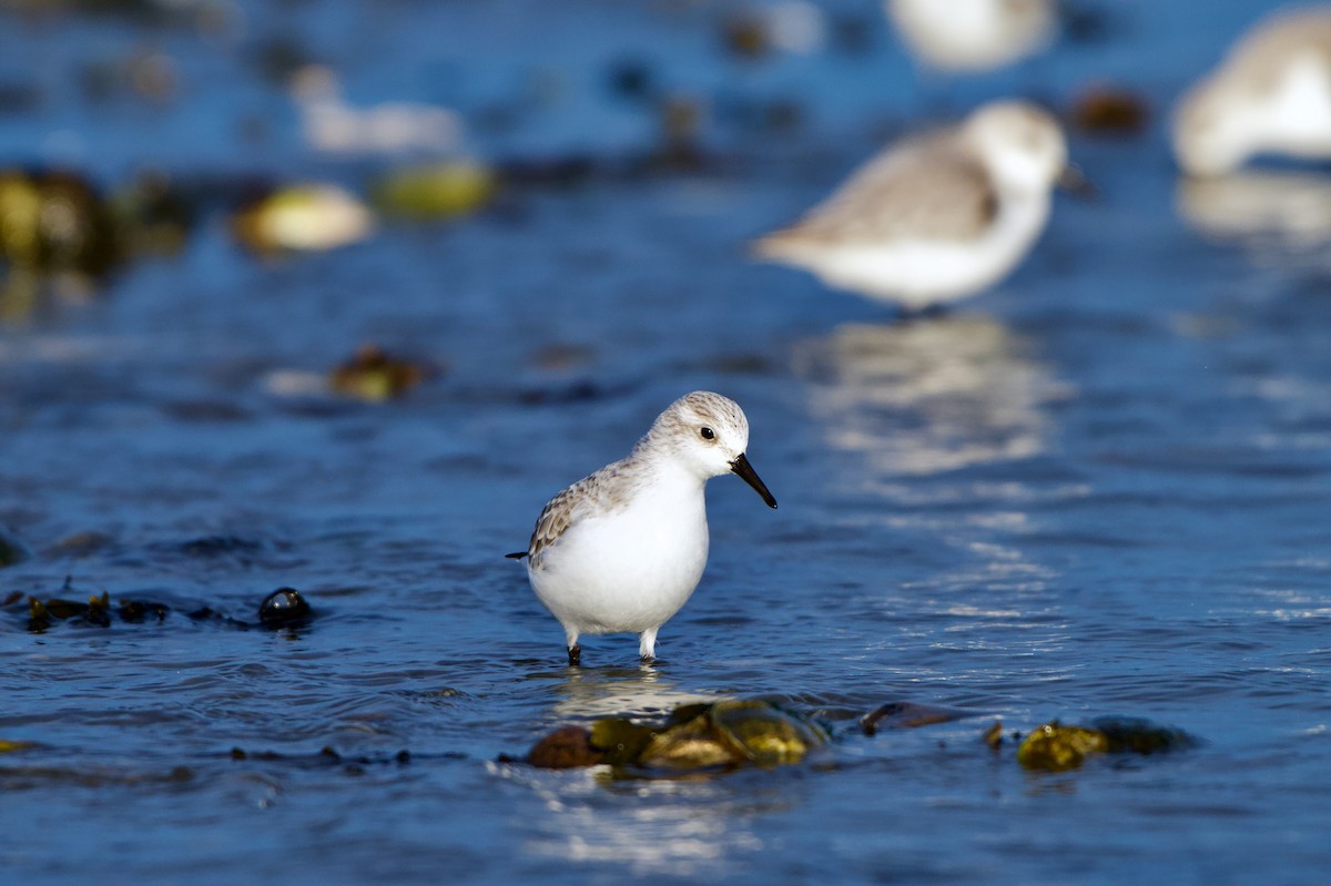 Sanderling - ML647354363