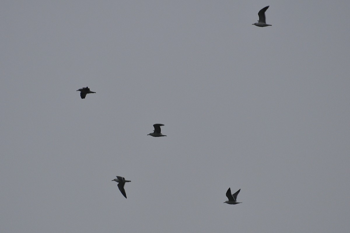 Silbermöwe - ML647354364