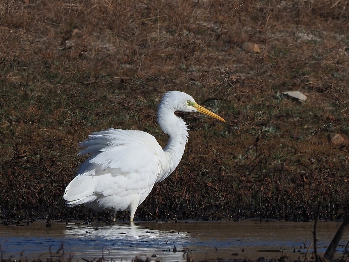 Silberreiher - ML647354365