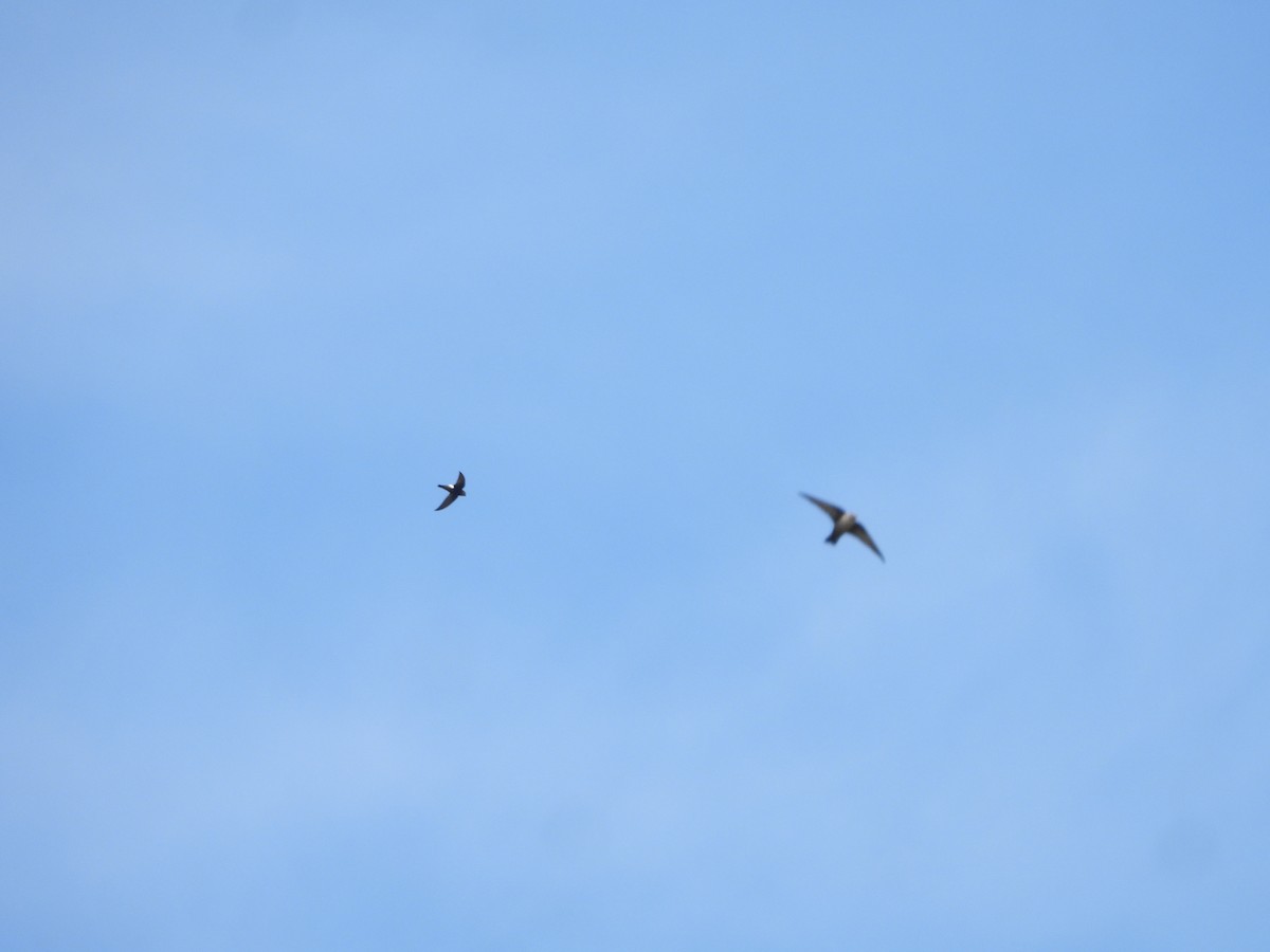 Haussegler - ML647354375