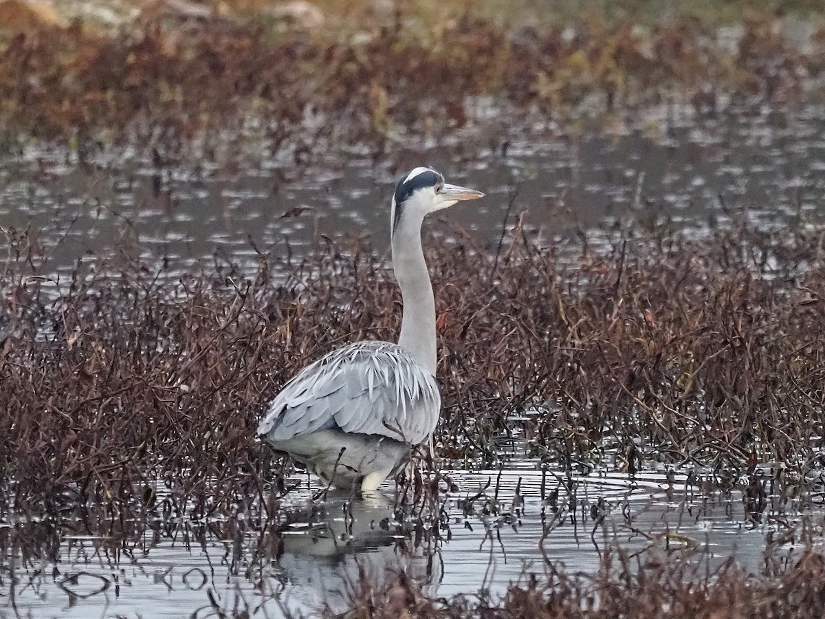 Graureiher - ML647354376