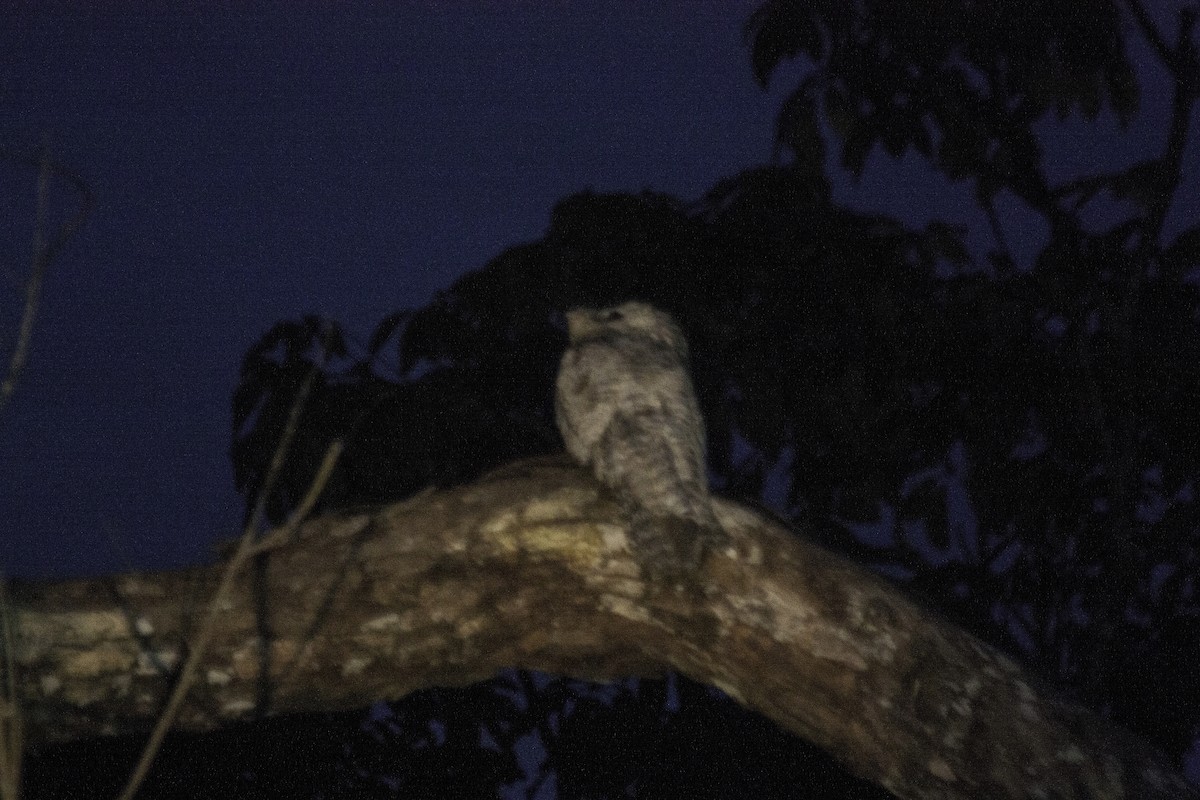 Great Potoo - ML647354377