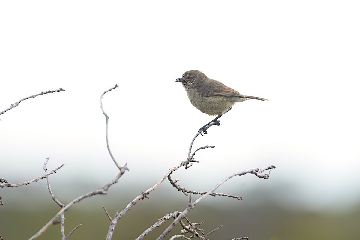 Grunddornschnabel - ML647354378