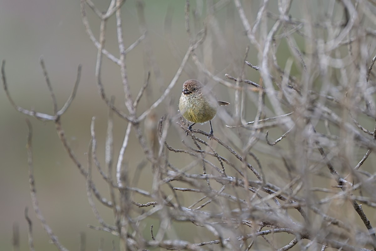 Grunddornschnabel - ML647354379