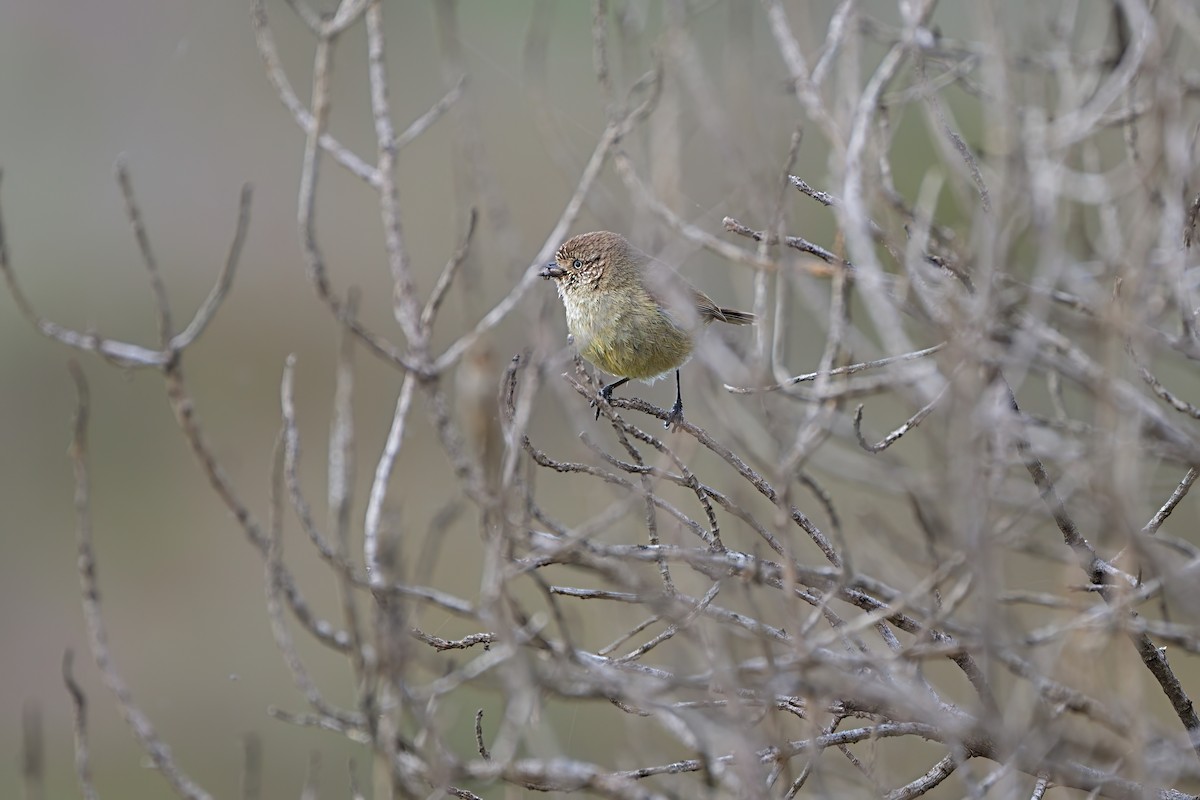 Grunddornschnabel - ML647354380