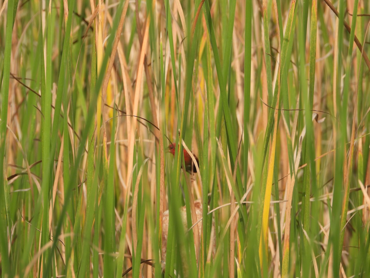 Red Avadavat - ML647354381