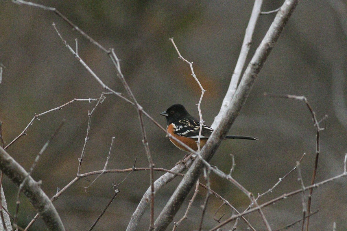 Fleckengrundammer - ML647354384