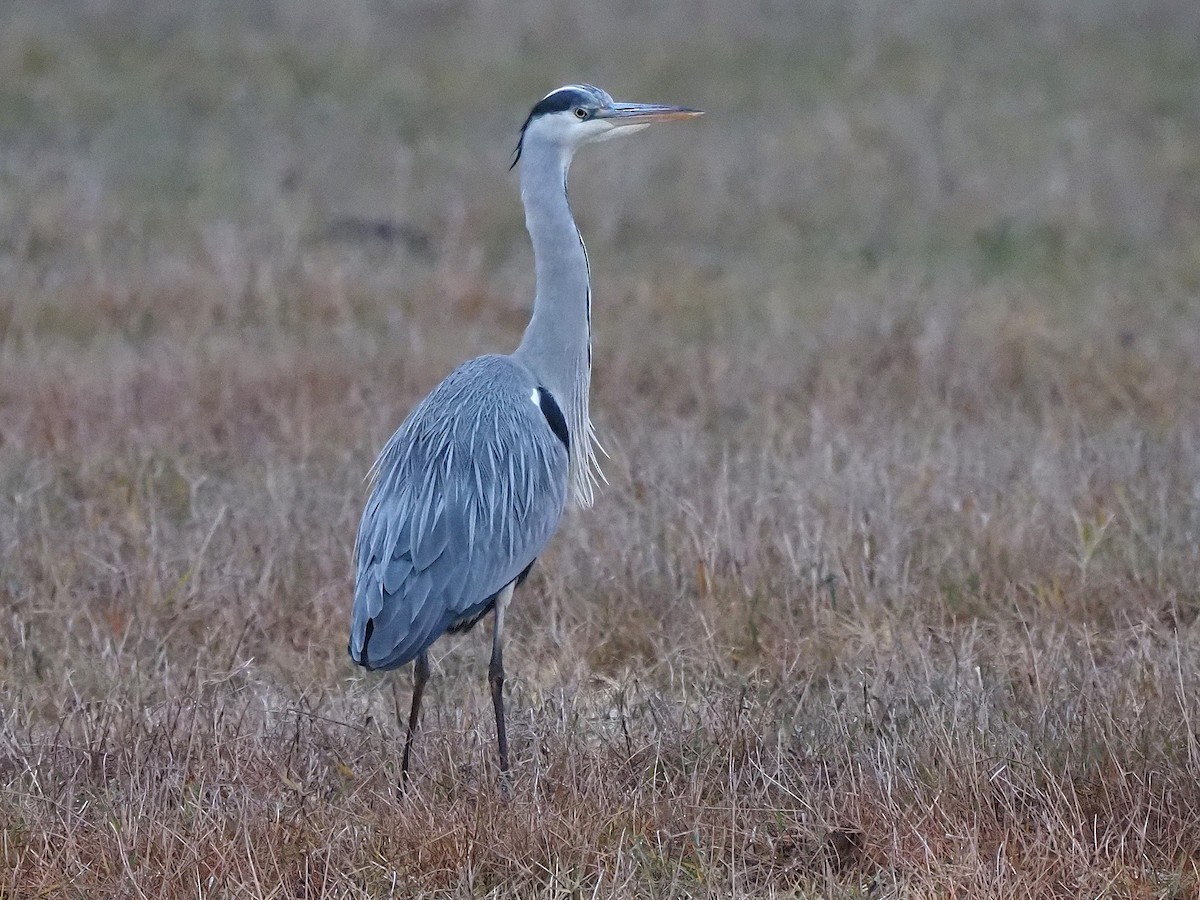 Graureiher - ML647354385