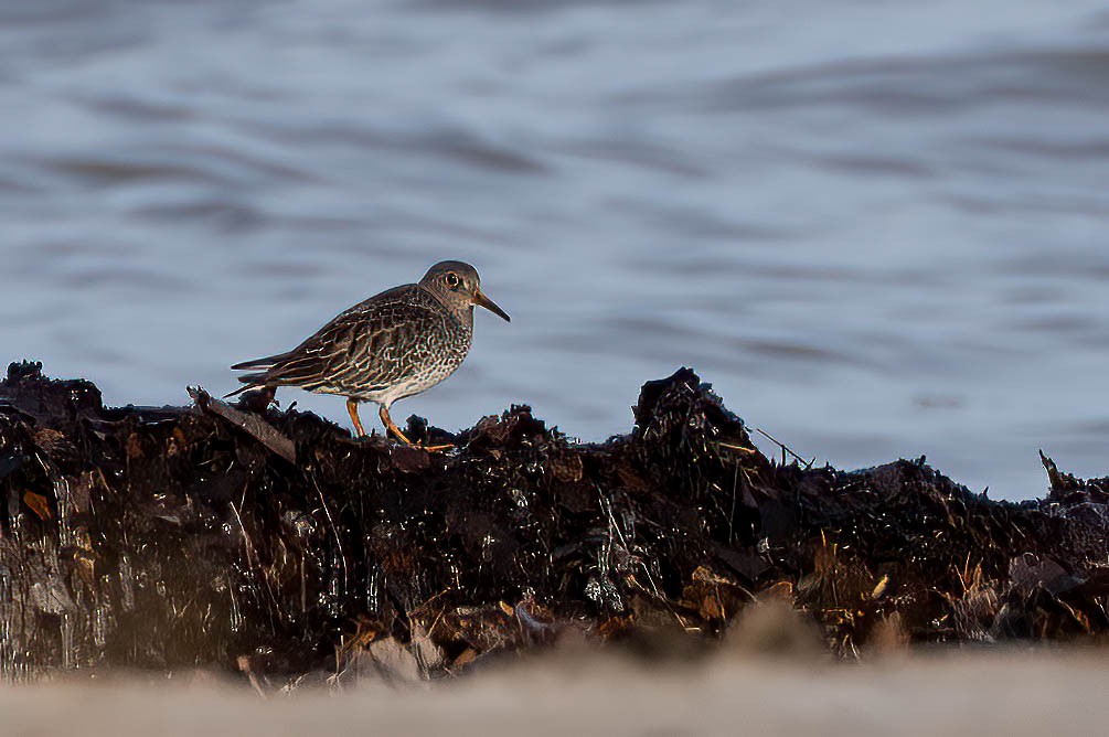Meerstrandläufer - ML647354387