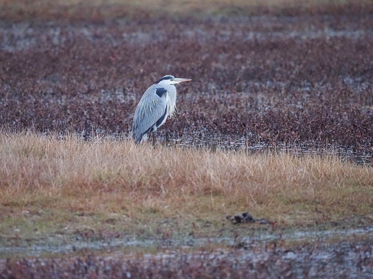 Graureiher - ML647354396