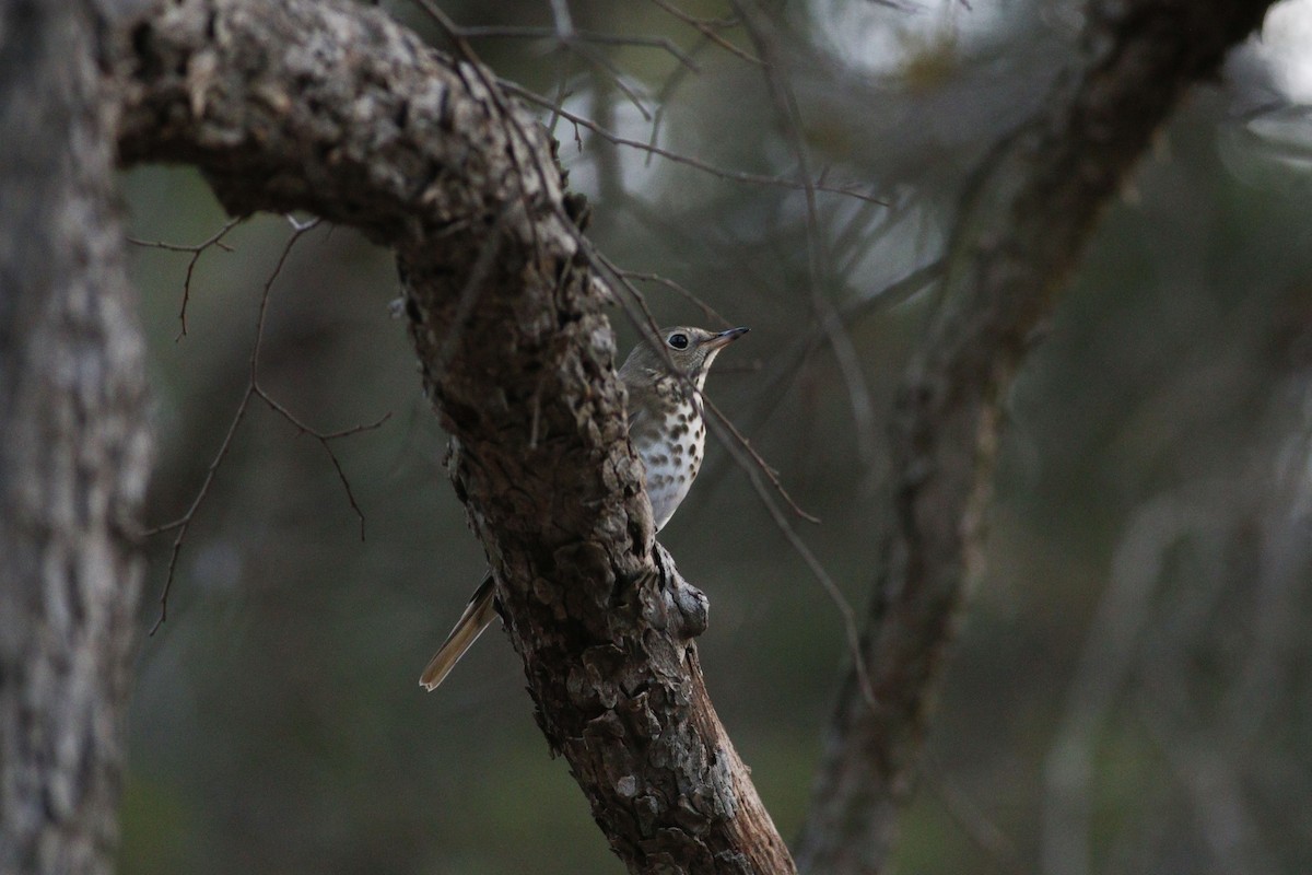 Einsiedler-Musendrossel - ML647354397