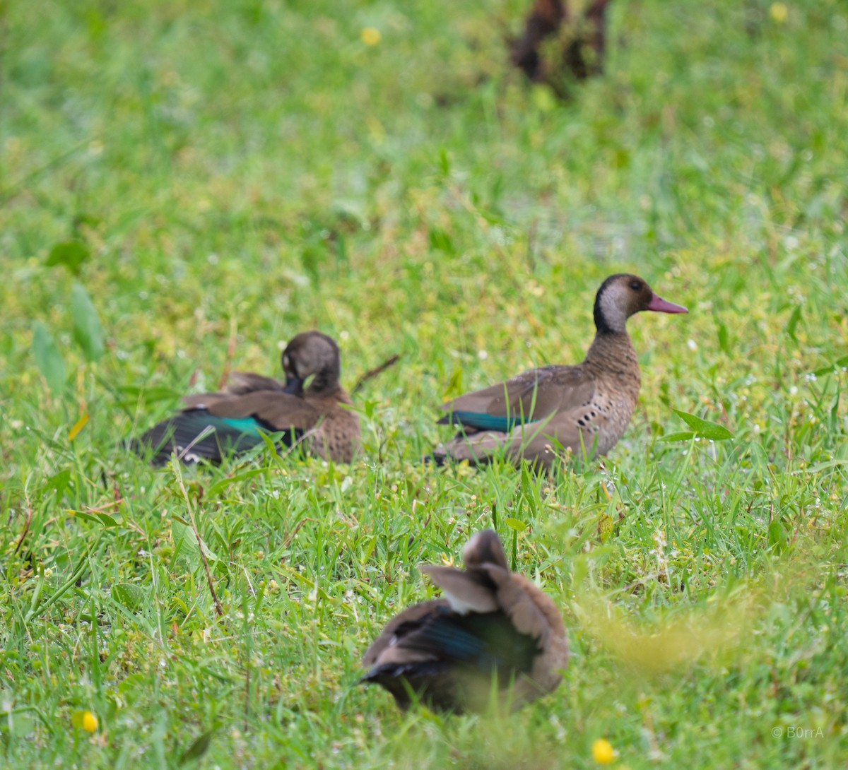 Brazilian Teal - ML647354398