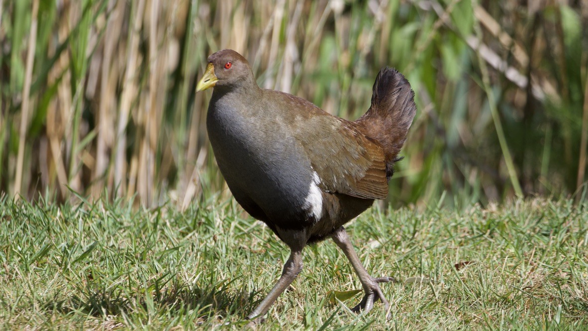Tasmanian Nativehen - ML647354400